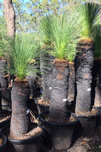 Load image into Gallery viewer, Single trunk grass trees - Xanthorrhoea johnsonii