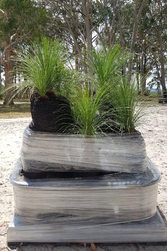 20-30cm Grass Trees - Full Pallet