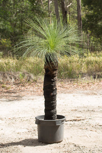 Single trunk grass trees - Xanthorrhoea johnsonii