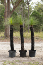 Load image into Gallery viewer, Single trunk grass trees - Xanthorrhoea johnsonii