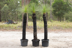 Single trunk grass trees - Xanthorrhoea johnsonii